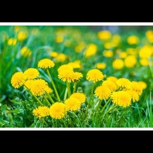 Meet your Posher, Marie